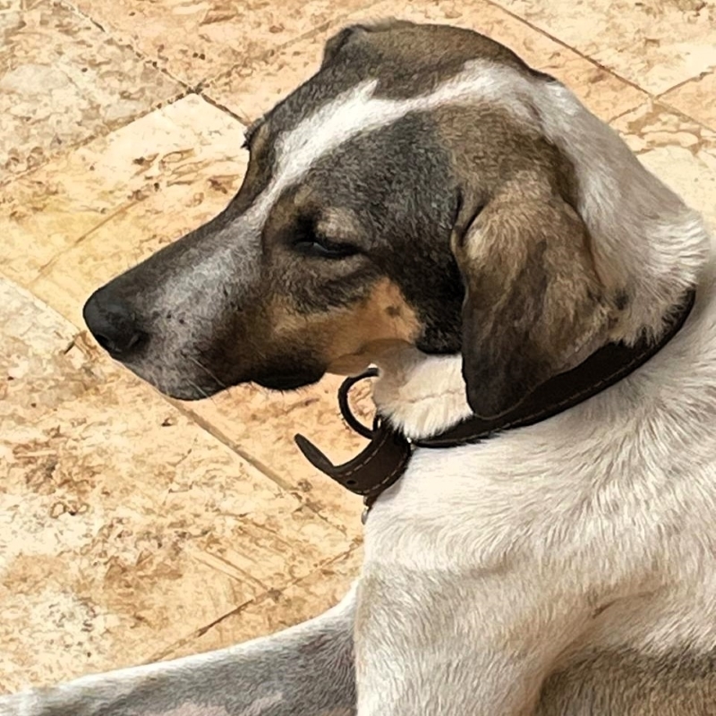 Enlarge Chico, a Adoptable mixed breed in Cancun, ROO image 4/5
