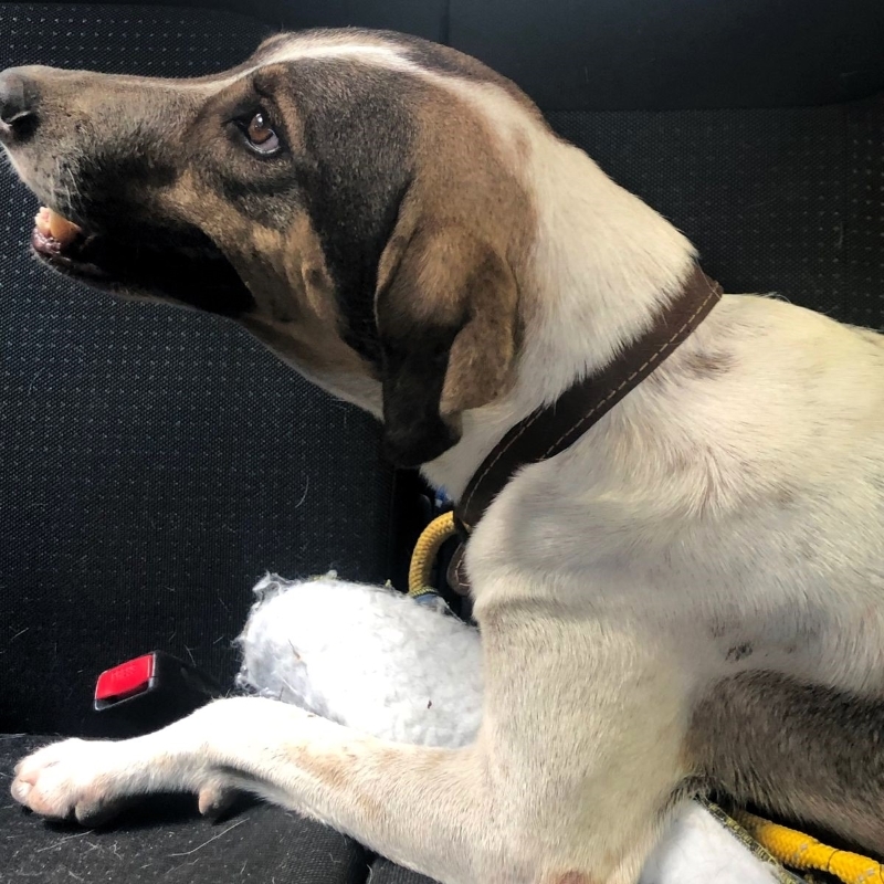 Enlarge Chico, a Adoptable mixed breed in Cancun, ROO image 5/5