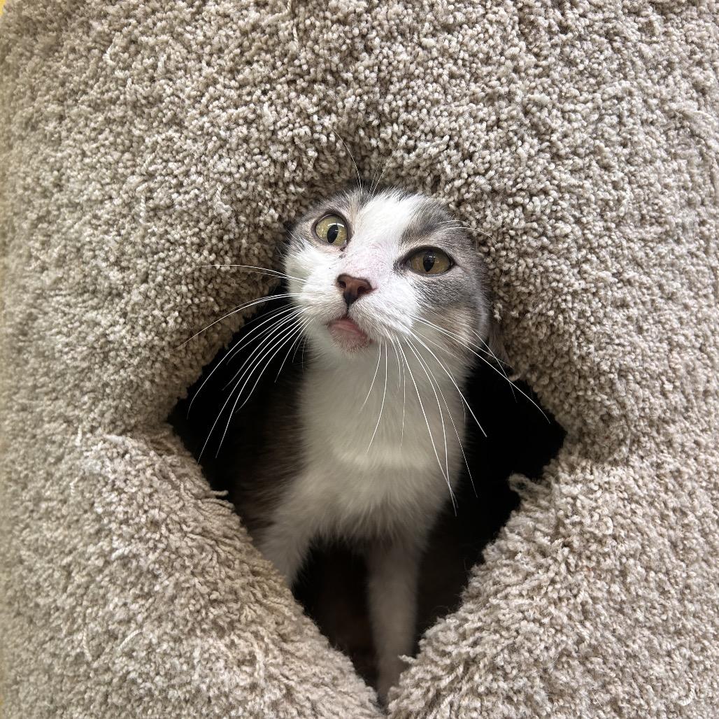 Enlarge Ricarda, a Adoptable Domestic Short Hair in Fresno, CA image 1/3