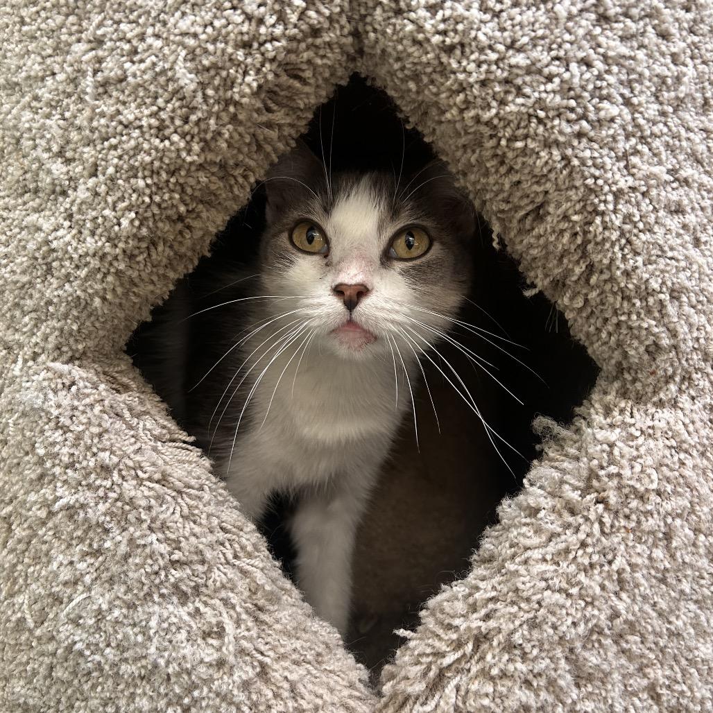 Enlarge Ricarda, a Adoptable Domestic Short Hair in Fresno, CA image 2/3