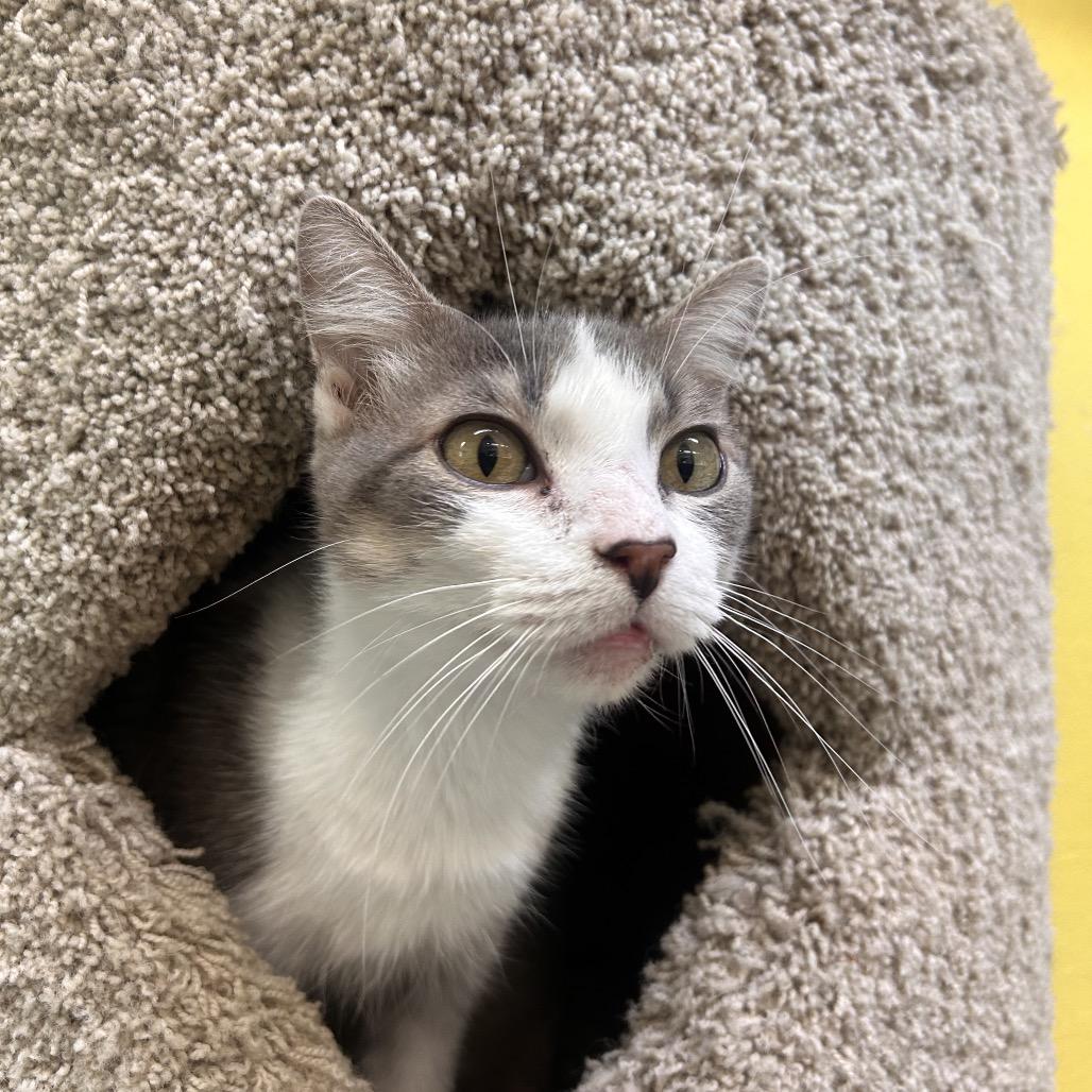 Enlarge Ricarda, a Adoptable Domestic Short Hair in Fresno, CA image 3/3