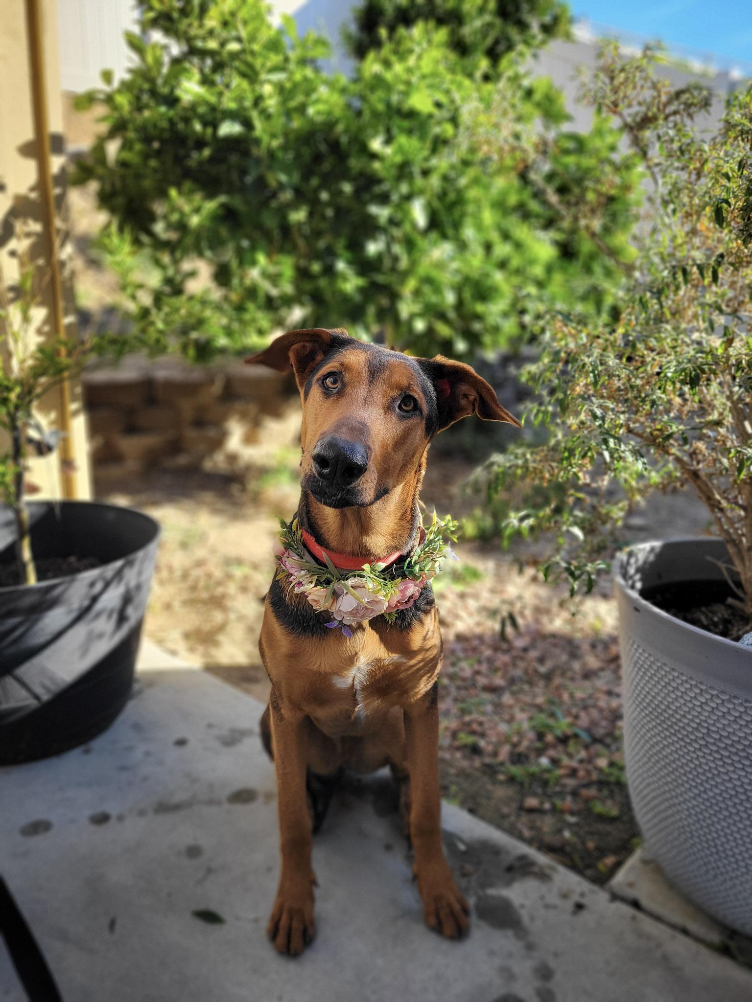 Enlarge Cali, an adoptable mixed breed in Temecula, CA image 3/6