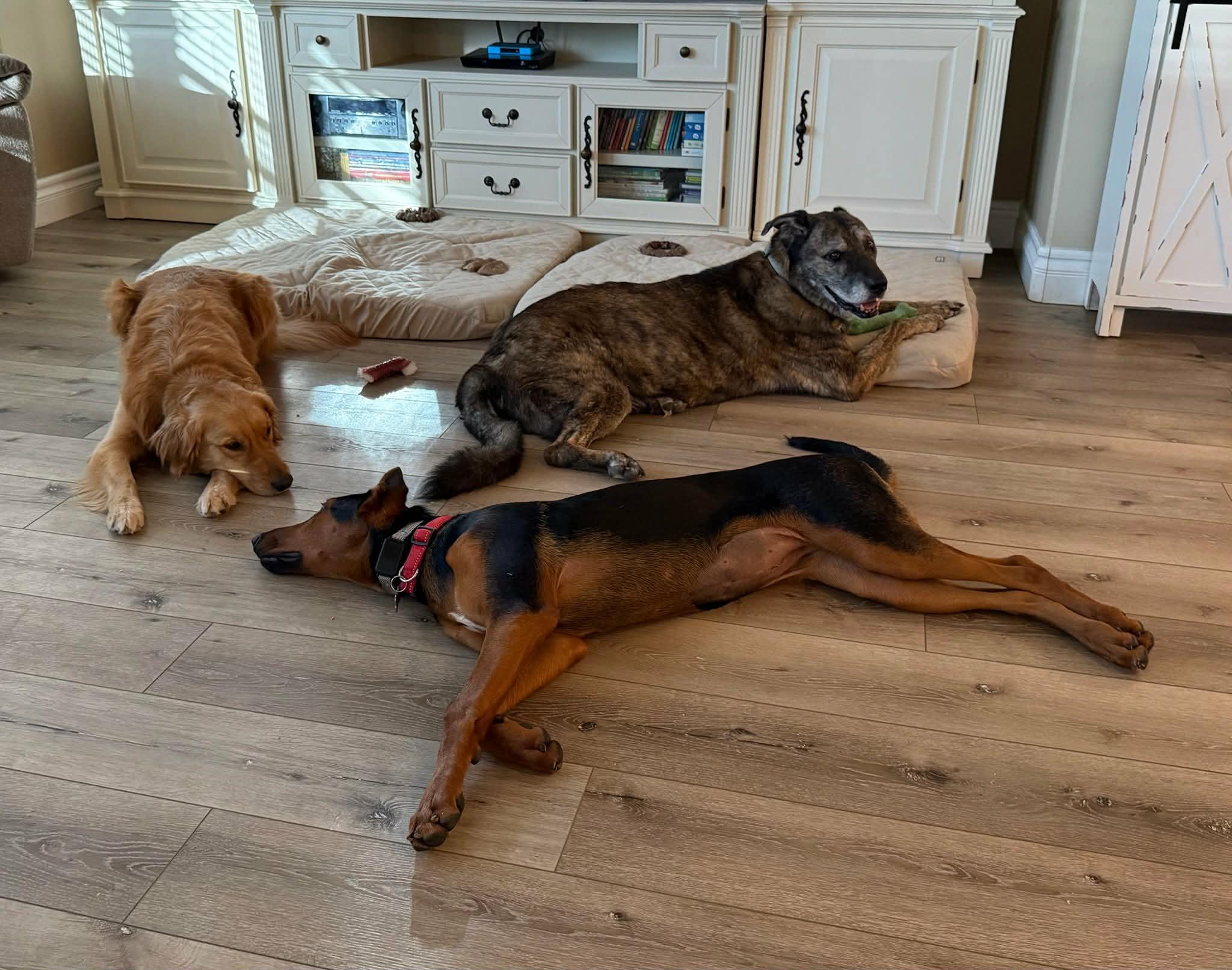 Enlarge Cali, an adoptable mixed breed in Temecula, CA image 4/6