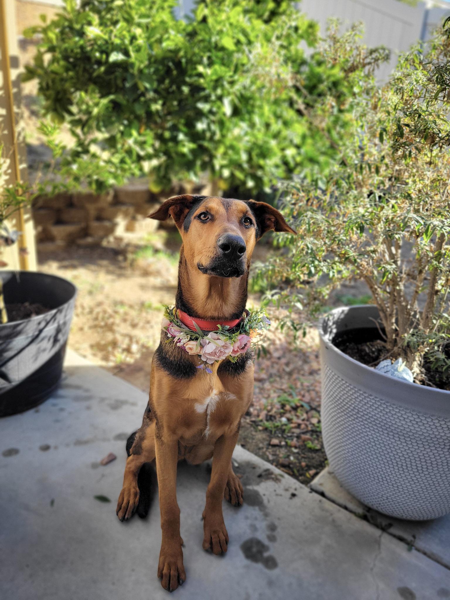 Enlarge Cali, an adoptable mixed breed in Temecula, CA image 2/6