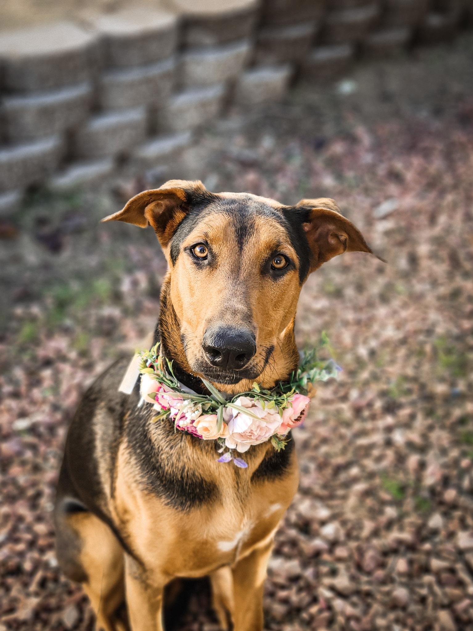 Enlarge Cali, an adoptable mixed breed in Temecula, CA image 1/6