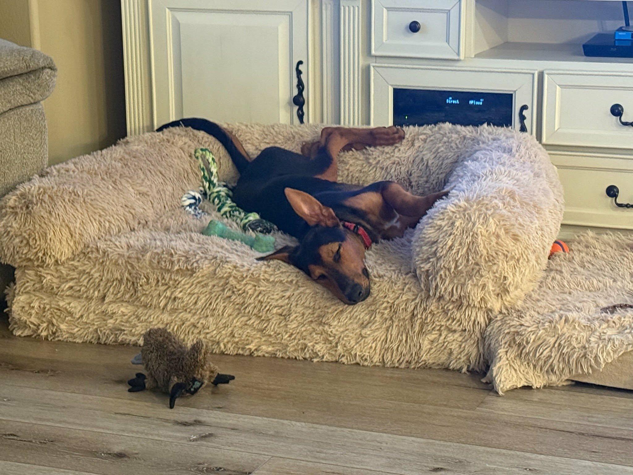 Enlarge Cali, an adoptable mixed breed in Temecula, CA image 5/6