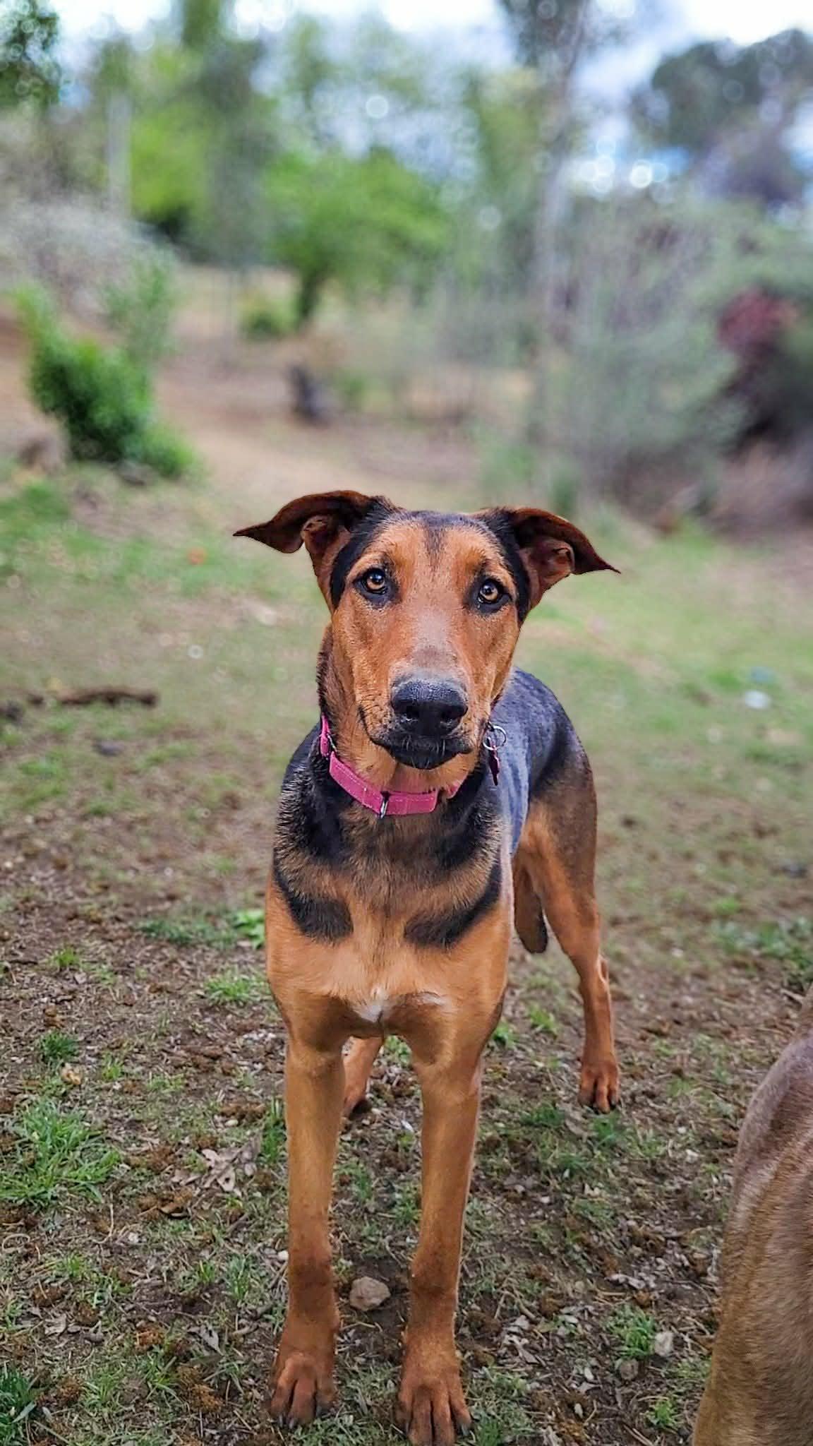 Enlarge Cali, an adoptable mixed breed in Temecula, CA image 1/6