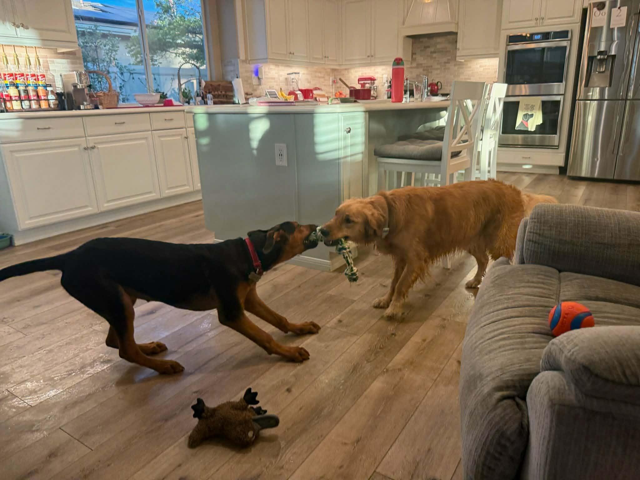 Enlarge Cali, an adoptable mixed breed in Temecula, CA image 6/6