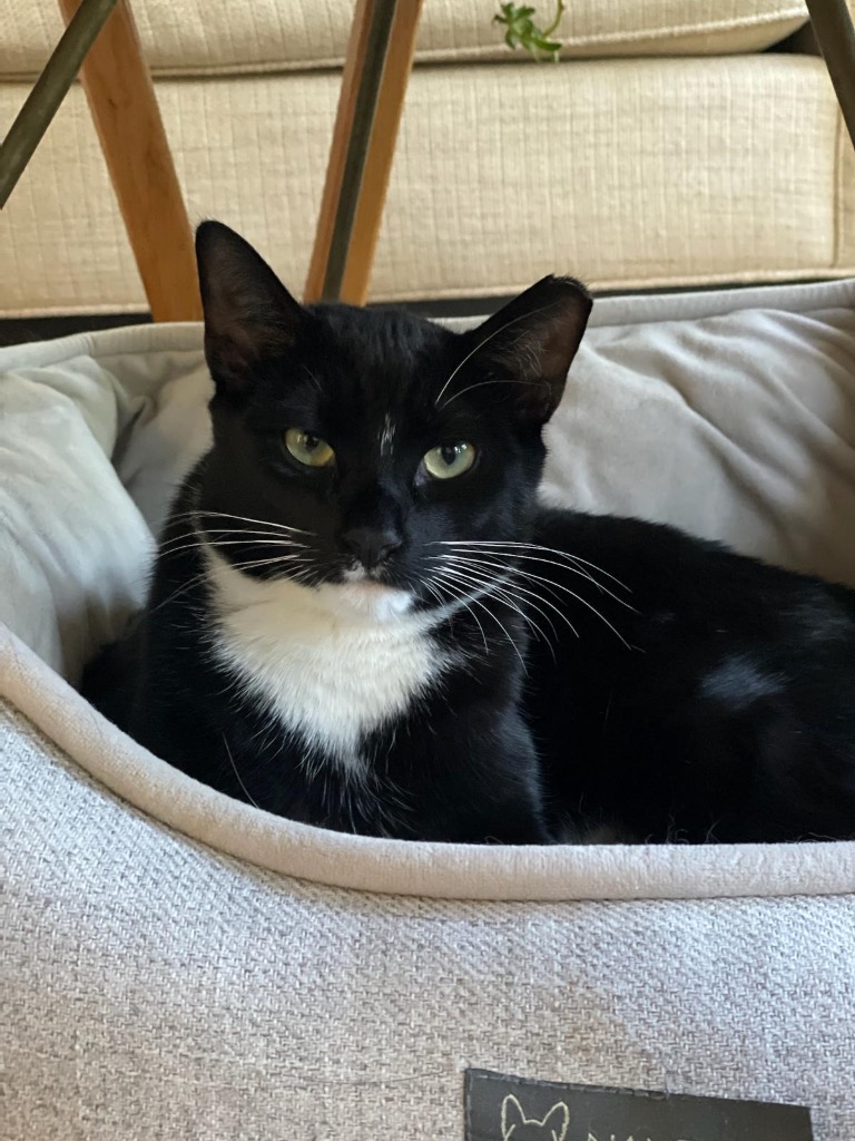 Morgan, a Adoptable Domestic Short Hair in New York, NY image 6/6