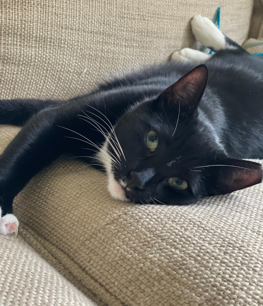 Morgan, a Adoptable Domestic Short Hair in New York, NY image 4/6