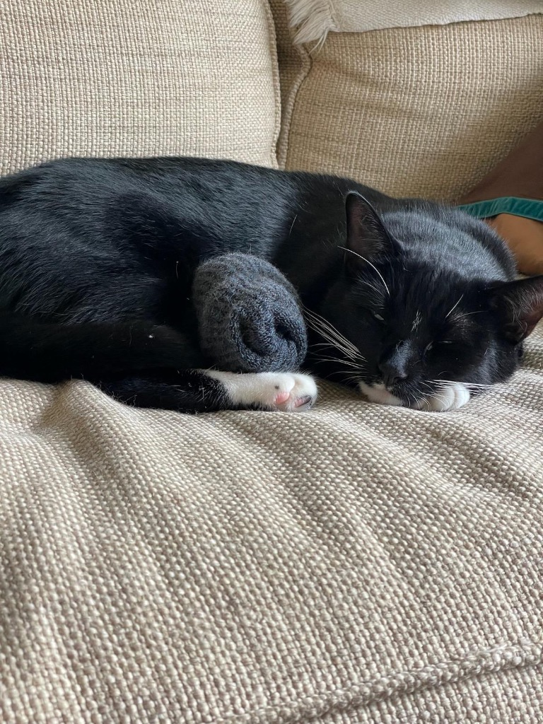 Morgan, a Adoptable Domestic Short Hair in New York, NY image 2/6