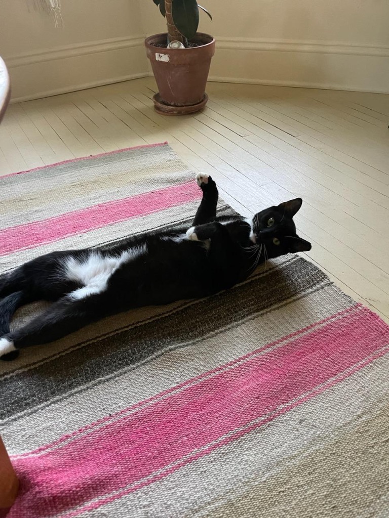 Morgan, a Adoptable Domestic Short Hair in New York, NY image 5/6