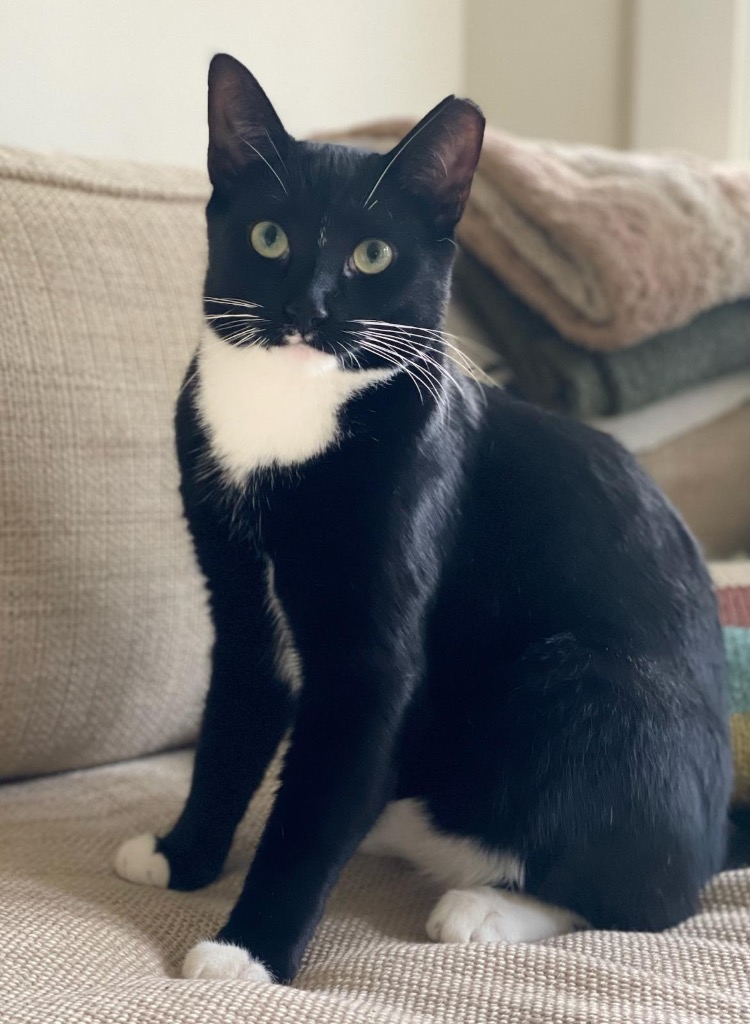 Morgan, a Adoptable Domestic Short Hair in New York, NY image 1/6