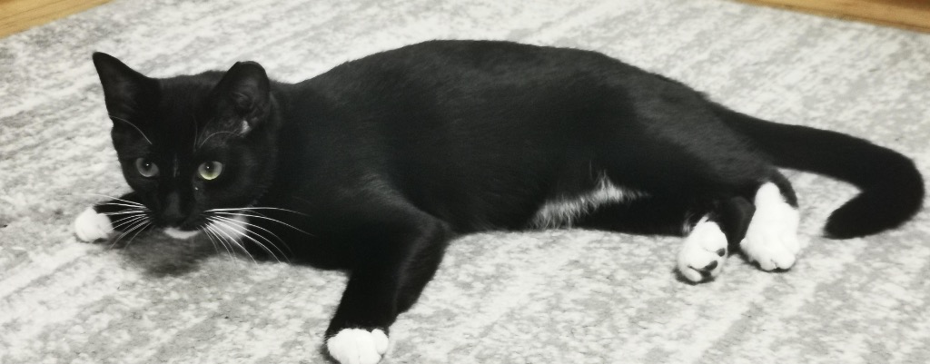 Morgan, a Adoptable Domestic Short Hair in New York, NY image 3/6