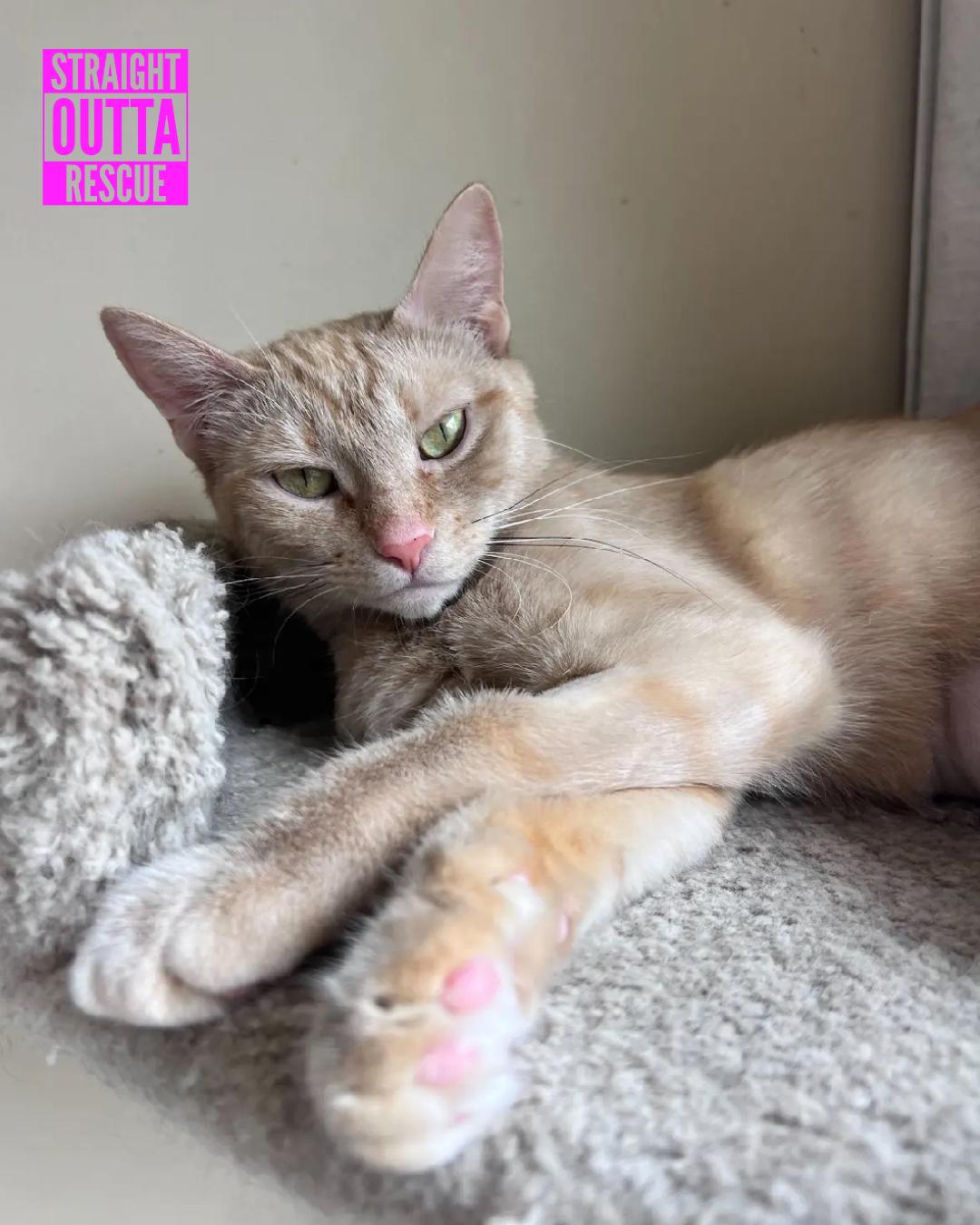 Saffran - New Bio, an adoptable Tabby in Vancouver, BC, V6K 1P8 | Photo Image 2
