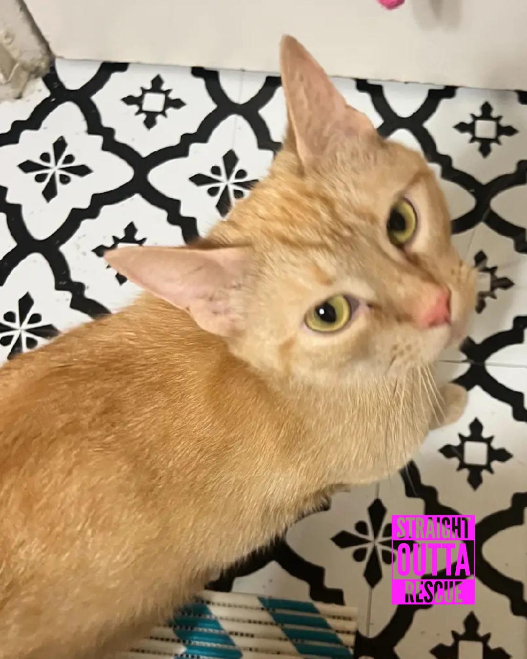 Saffran, Adult Female Tabby