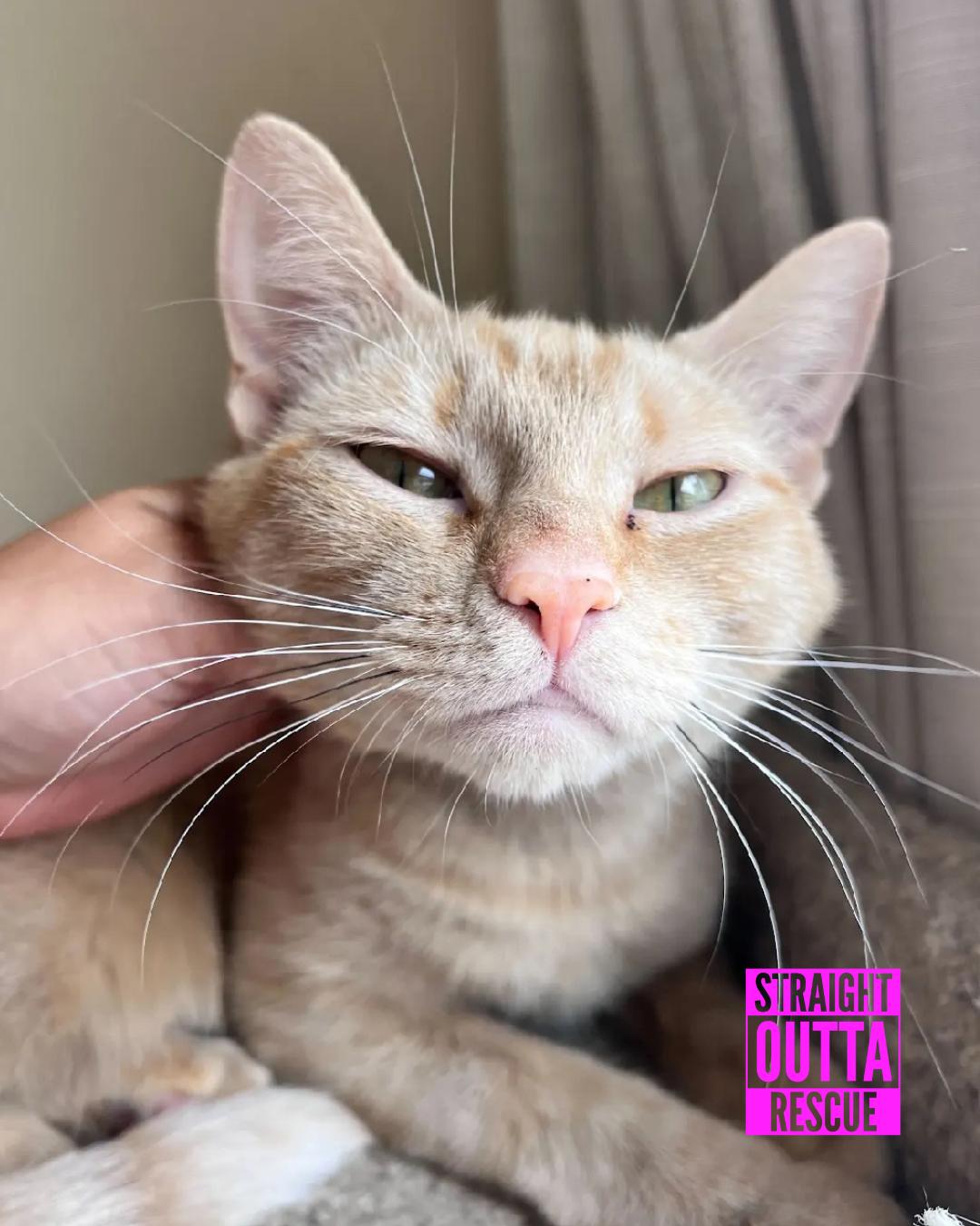 Saffran - New Bio, a Adoptable Tabby in Vancouver, BC image 3/3