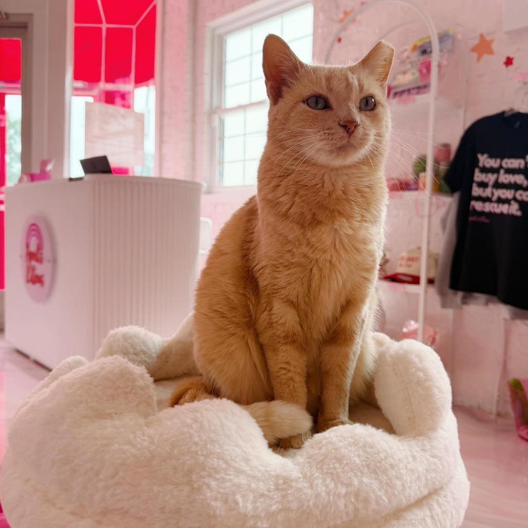 Opal, a Adoptable Domestic Short Hair in Forest Park, IL image 1/6