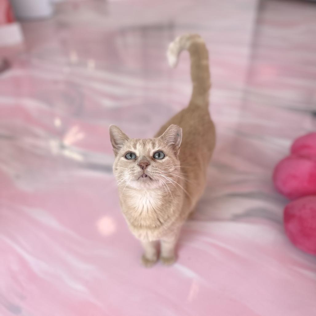 Opal, a Adoptable Domestic Short Hair in Forest Park, IL image 2/6