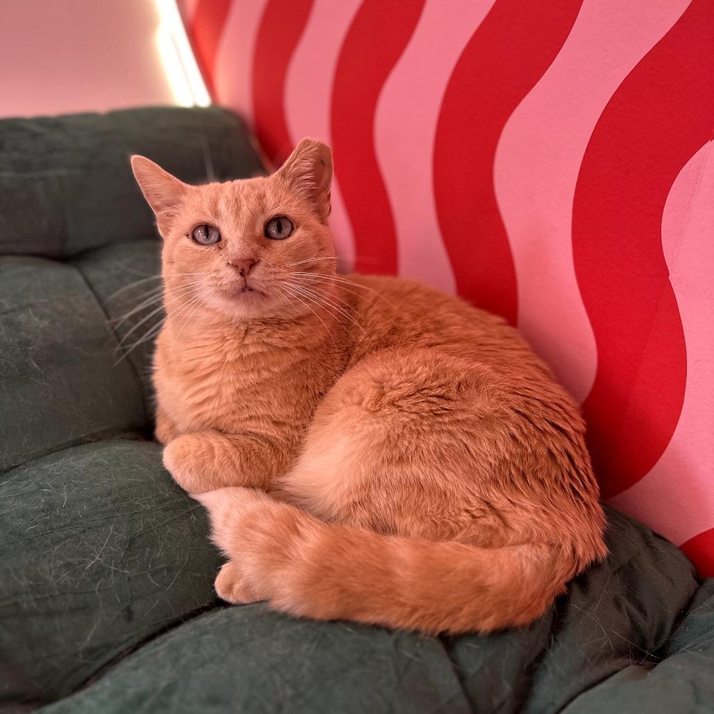 Opal, a Adoptable Domestic Short Hair in Forest Park, IL image 3/6