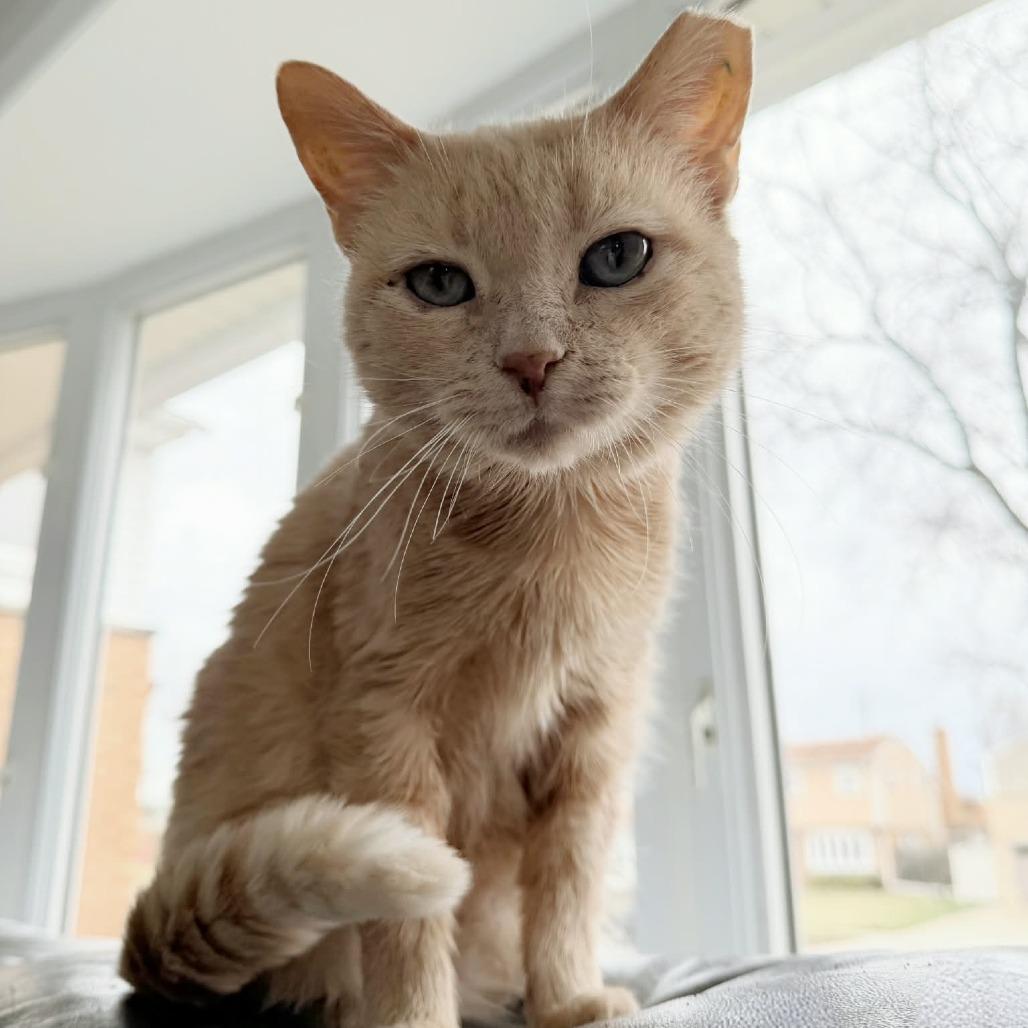 Opal, a Adoptable Domestic Short Hair in Forest Park, IL image 5/6