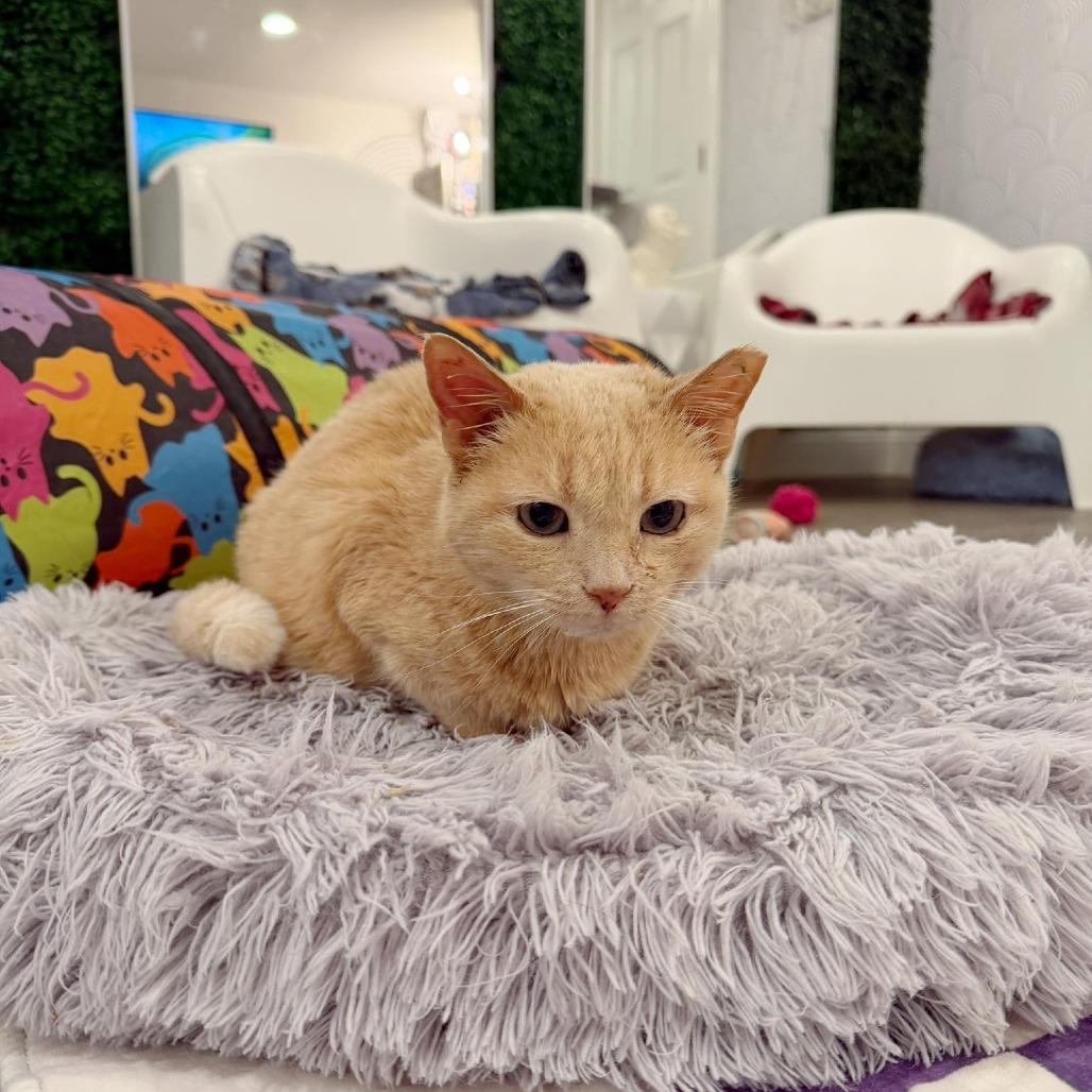 Opal, a Adoptable Domestic Short Hair in Forest Park, IL image 6/6