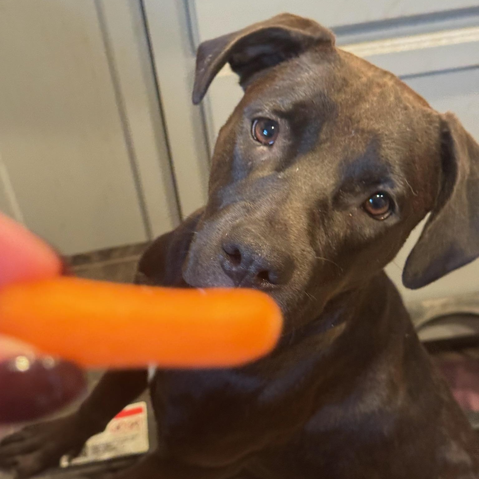 Enlarge Fiji, a Adoptable mixed breed in Des Moines, WA image 3/6