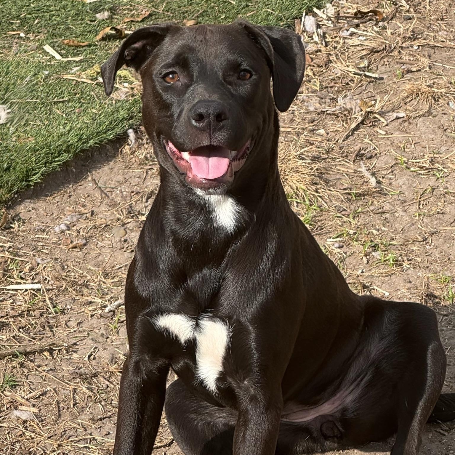 Enlarge Fiji, a Adoptable mixed breed in Des Moines, WA image 6/6