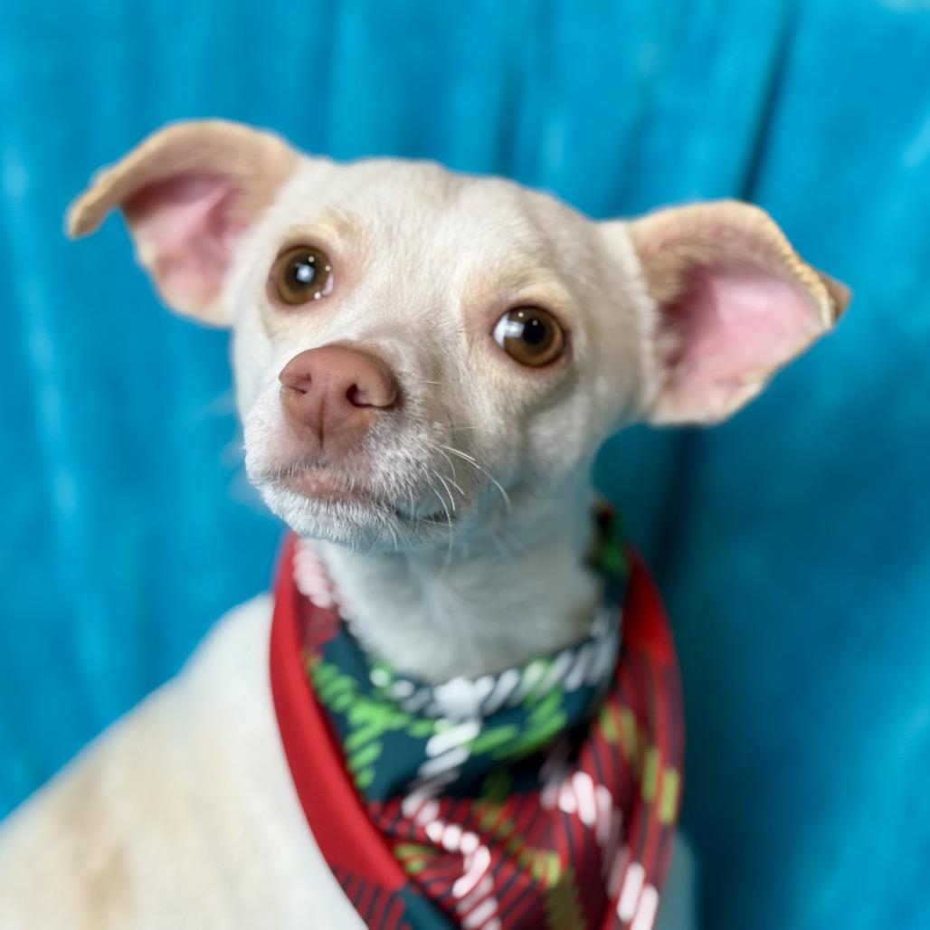 Bean-Long Legged Cutie, Adoptable, Young Male Chihuahua.