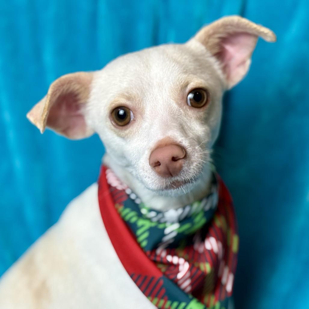 Bean-Long Legged Cutie, a Adoptable mixed breed in St Augustine, FL image 2/5