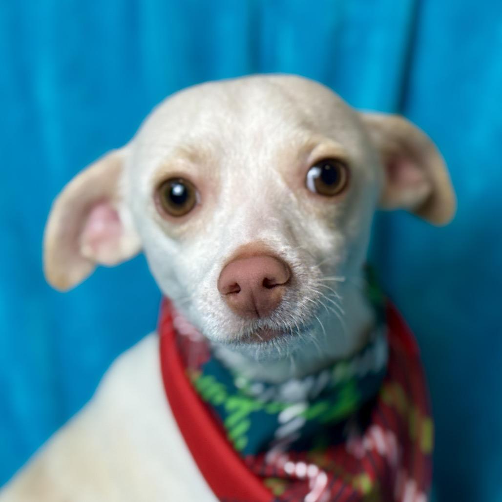 Bean-Long Legged Cutie, a Adoptable mixed breed in St Augustine, FL image 4/5