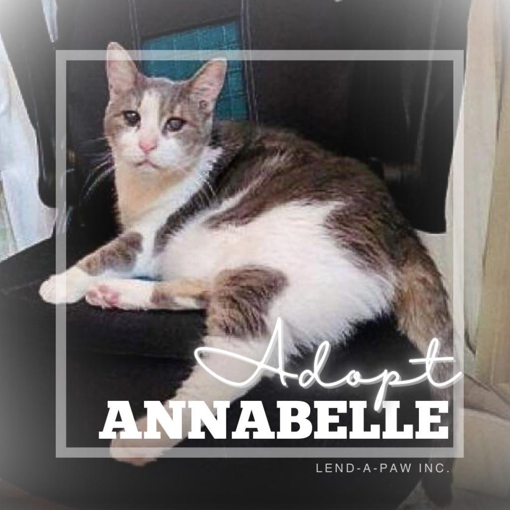 Enlarge Annabelle, a Adoptable Domestic Short Hair in Oceanside, NY image 2/4