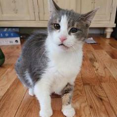 Enlarge Annabelle, a Adoptable Domestic Short Hair in Oceanside, NY image 3/4