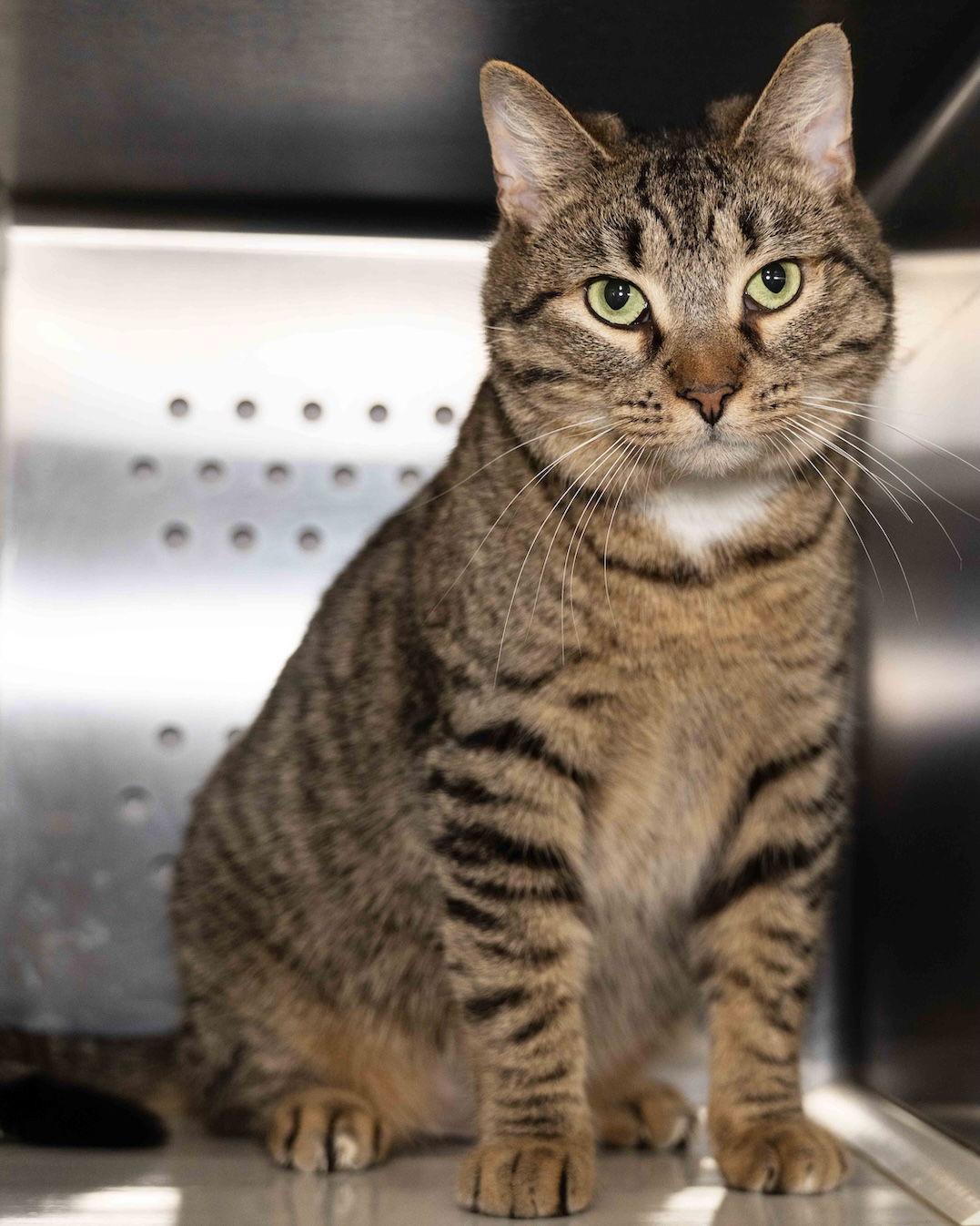 Lettie, Adoptable, Young Male Domestic Short Hair.