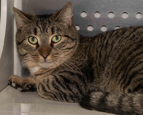 Lettie, Adoptable, Young Male Domestic Short Hair.