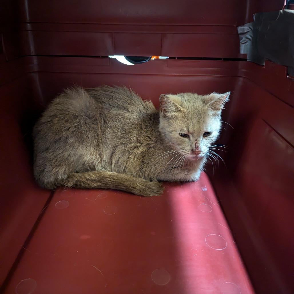 Nugget, Adoptable, Adult Female Domestic Short Hair.