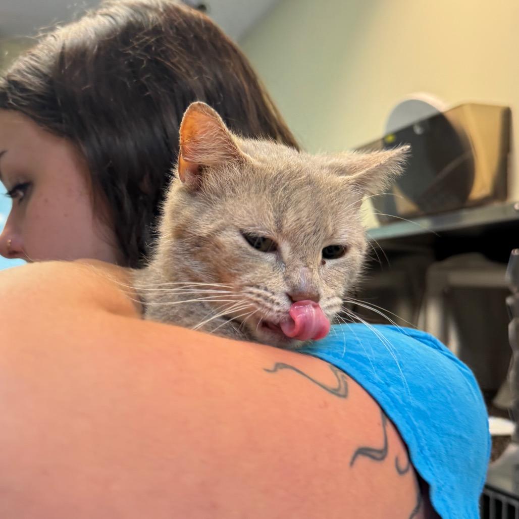 Enlarge Nugget, a Adoptable Domestic Short Hair in Charlottesville, VA image 2/6