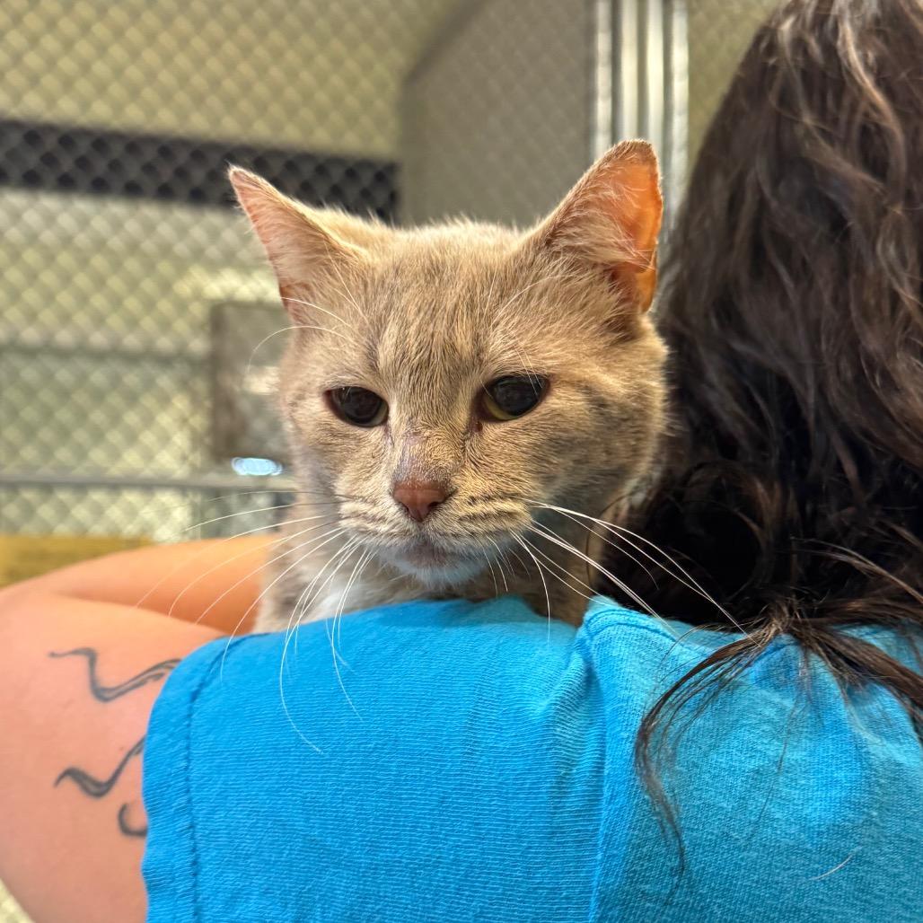 Enlarge Nugget, a Adoptable Domestic Short Hair in Charlottesville, VA image 3/6