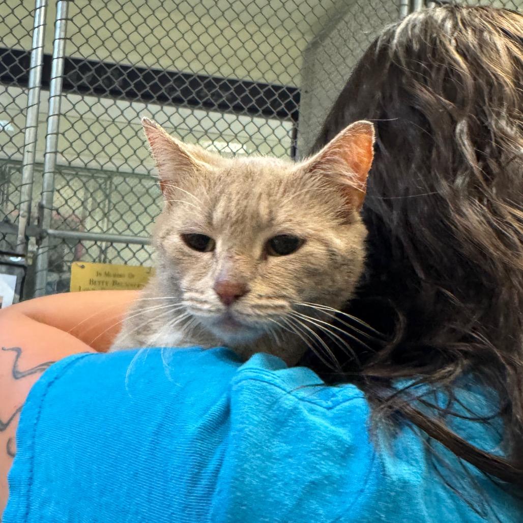 Enlarge Nugget, a Adoptable Domestic Short Hair in Charlottesville, VA image 4/6