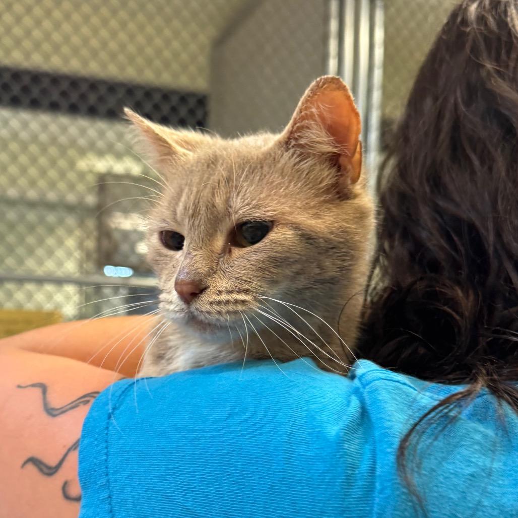 Enlarge Nugget, a Adoptable Domestic Short Hair in Charlottesville, VA image 5/6