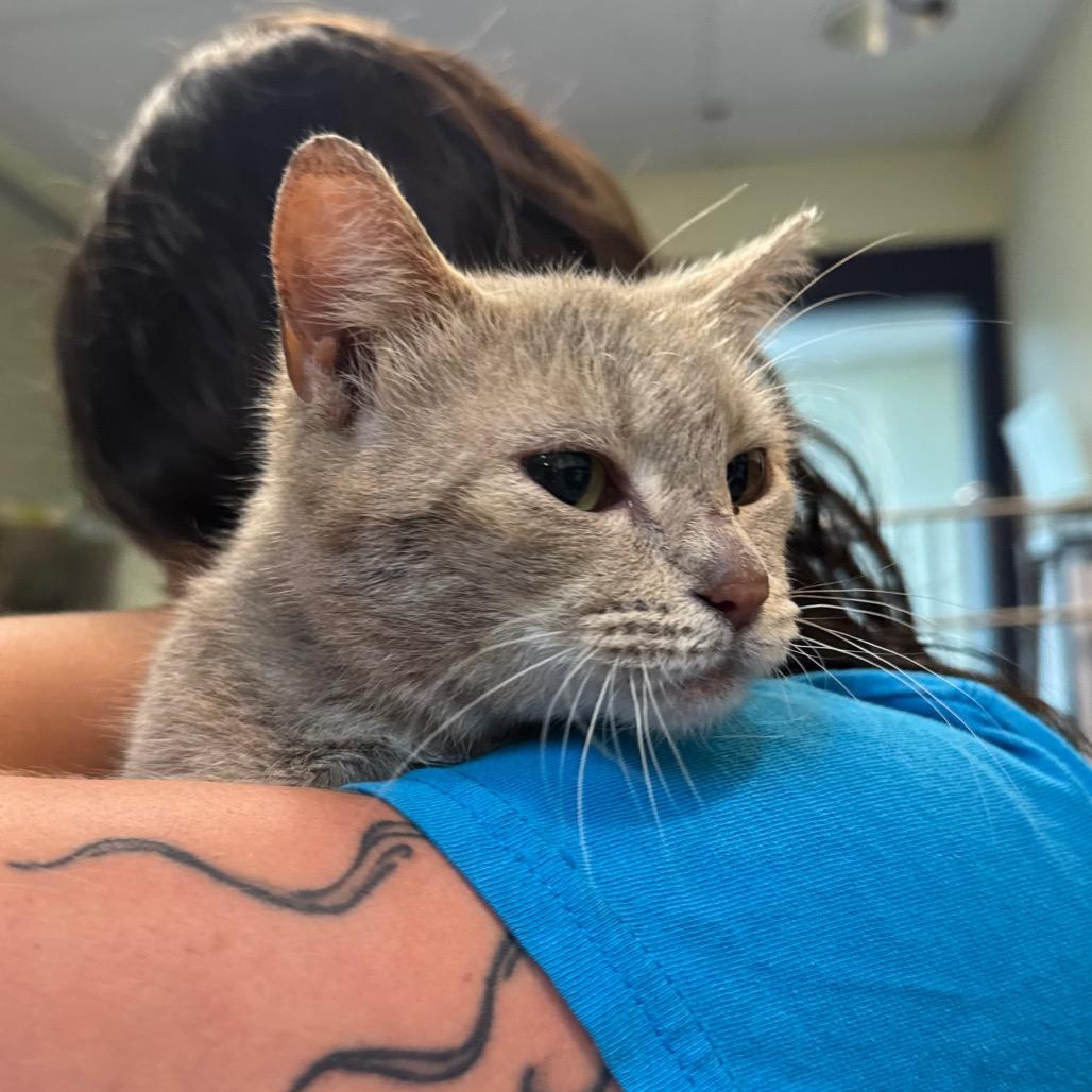 Enlarge Nugget, a Adoptable Domestic Short Hair in Charlottesville, VA image 6/6
