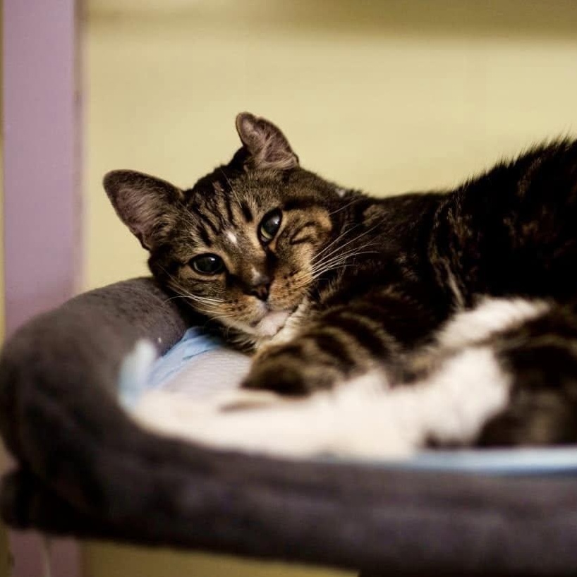 CRUNCHY, an adoptable Domestic Short Hair in Mount Rainier, MD image 3/4