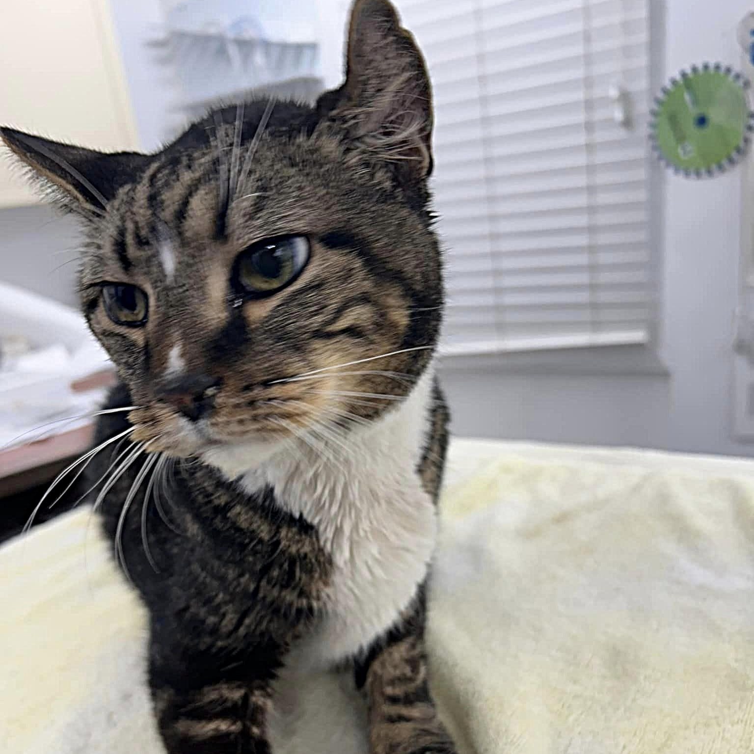 CRUNCHY, an adoptable Domestic Short Hair in Mount Rainier, MD image 4/4