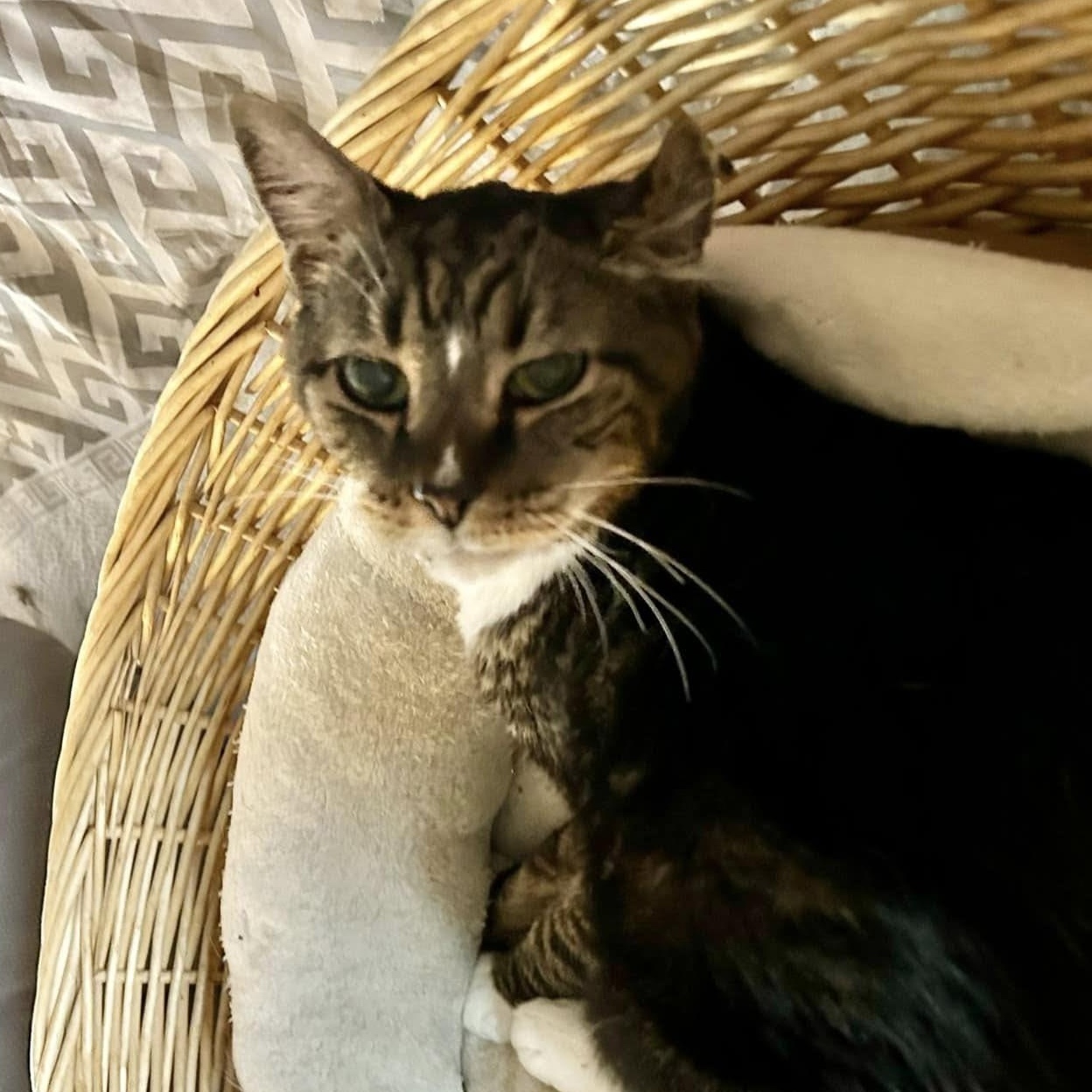 CRUNCHY, an adoptable Domestic Short Hair in Mount Rainier, MD image 2/4