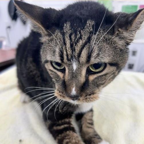 CRUNCHY, adoptable, Senior Male Domestic Short Hair.