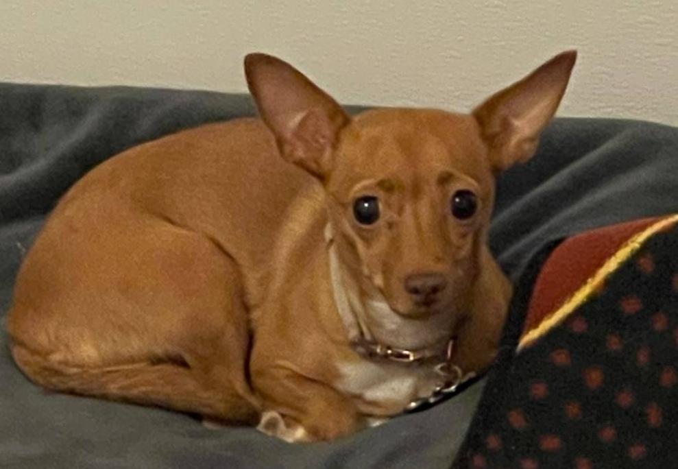 Cheyenne, Adopted, Young Female Chihuahua.