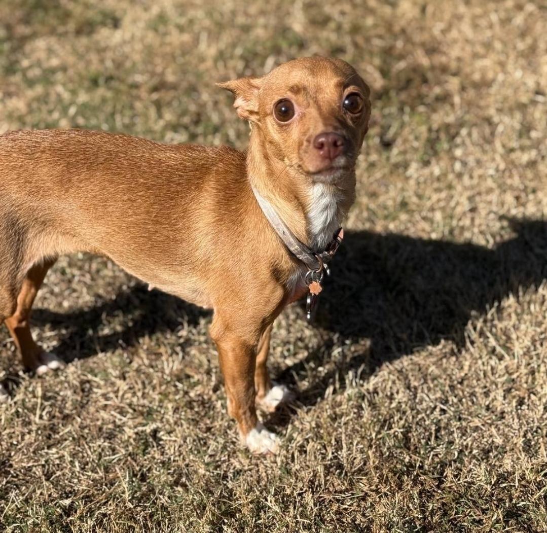Enlarge Cheyenne, a Adopted mixed breed in Macclesfield, NC image 2/2