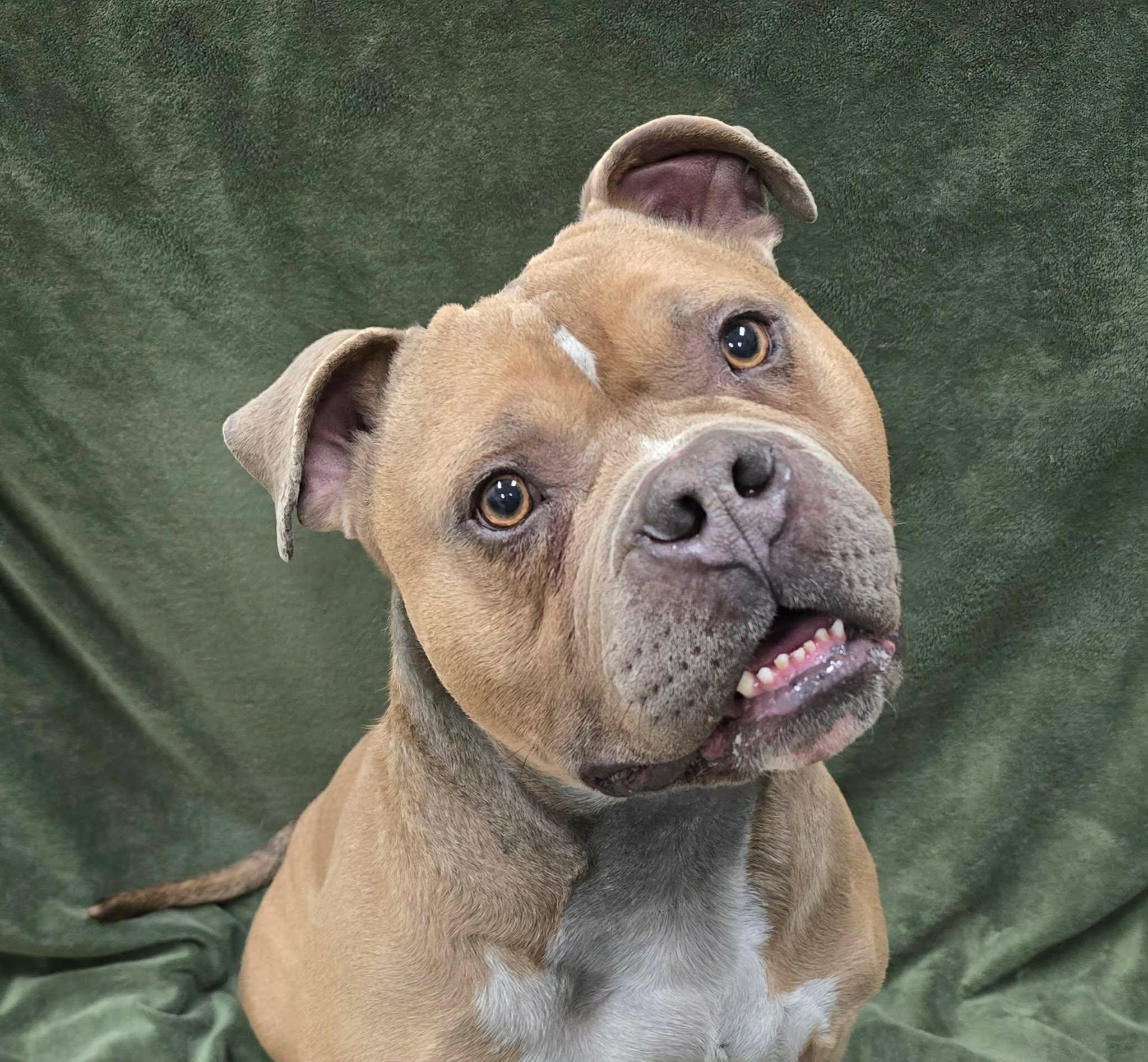 Oso, a ADOPTABLE mixed breed in Frankfort, IN image 2/4
