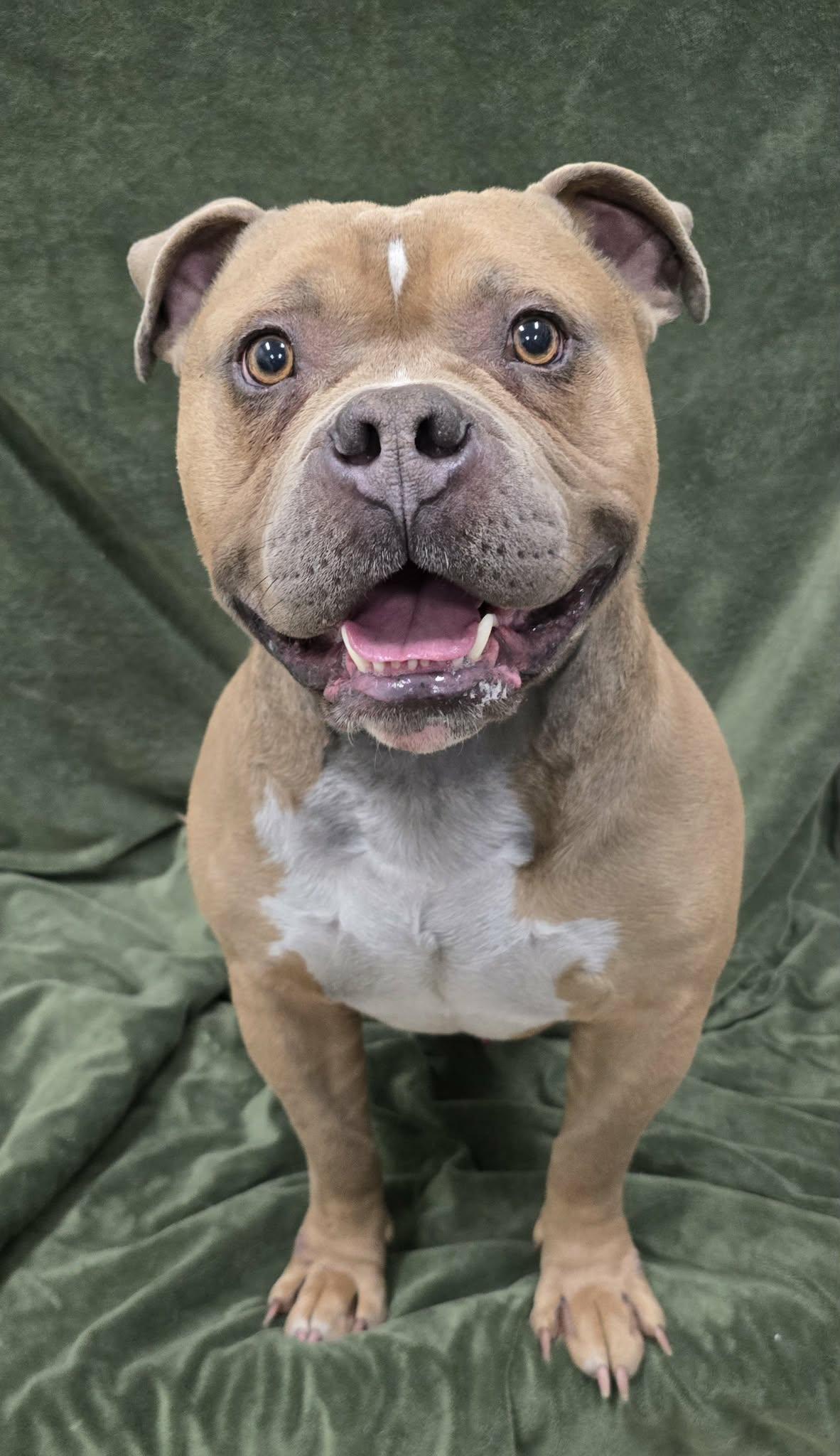 Oso, a ADOPTABLE mixed breed in Frankfort, IN image 4/4