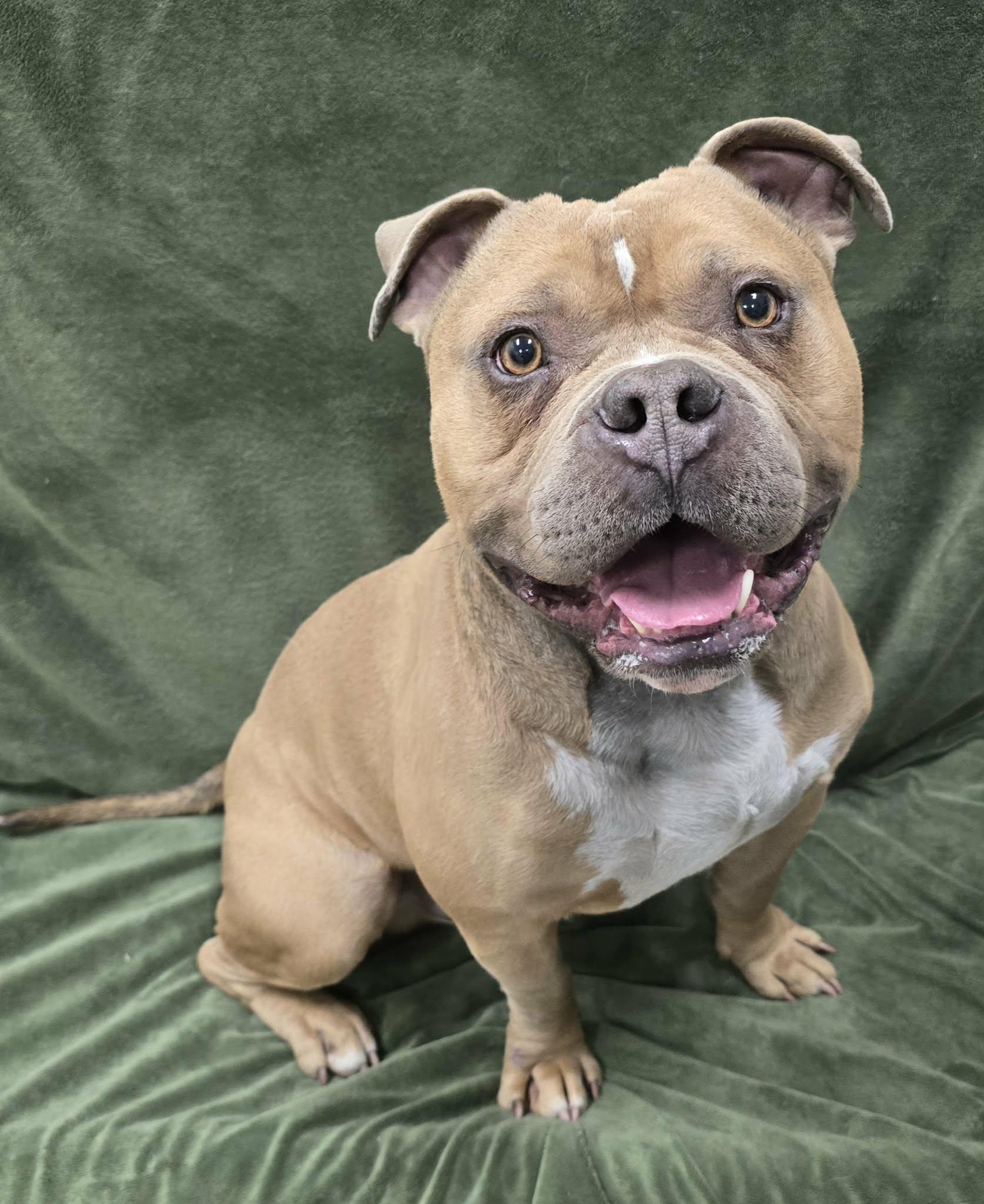 Oso, a ADOPTABLE mixed breed in Frankfort, IN image 3/4
